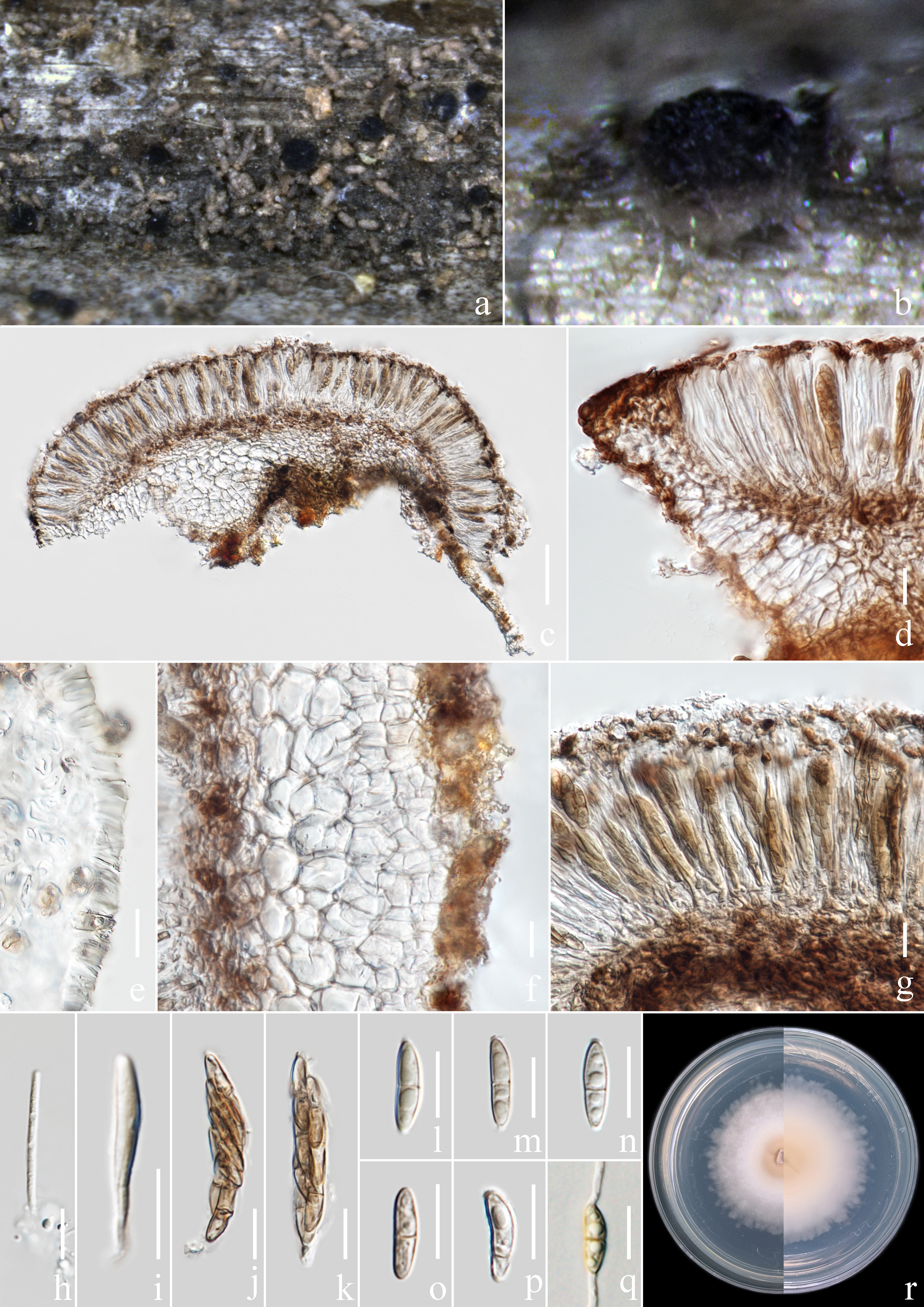 Figure 62